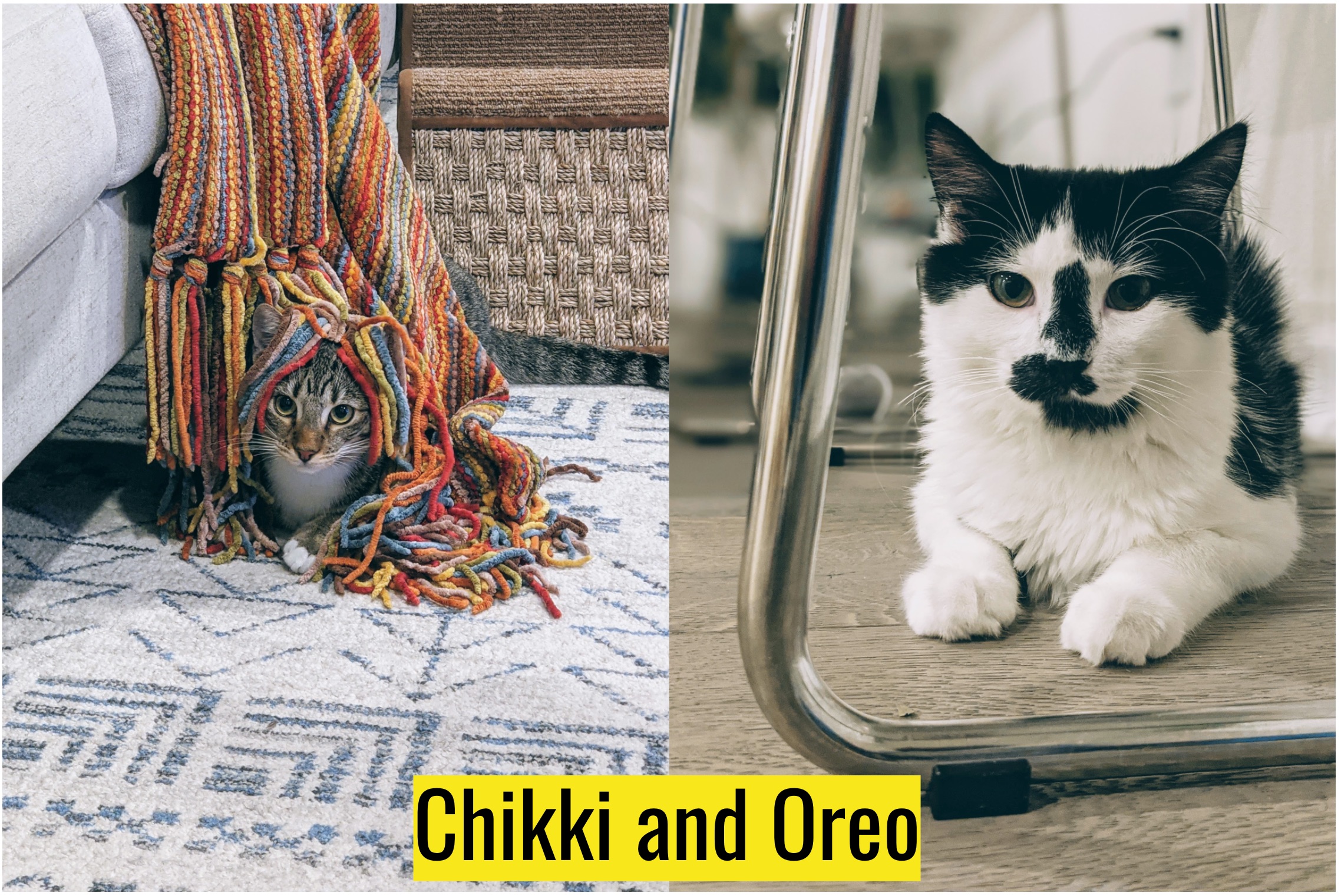 composite of Chikki and Oreo