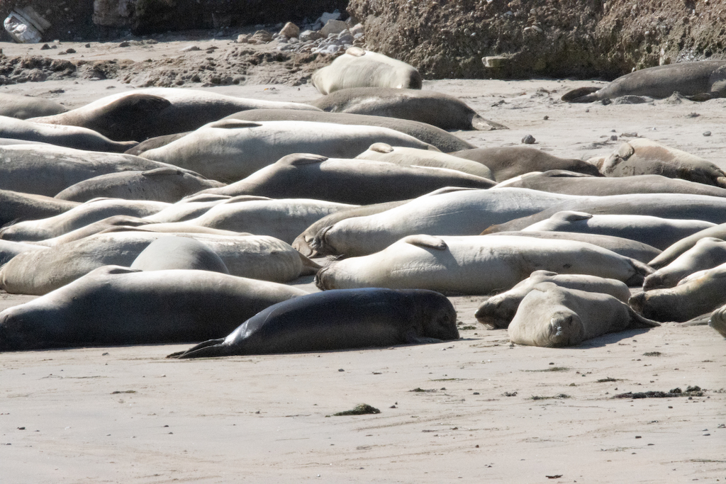 Elephant seals in Ano Neuvo State park
