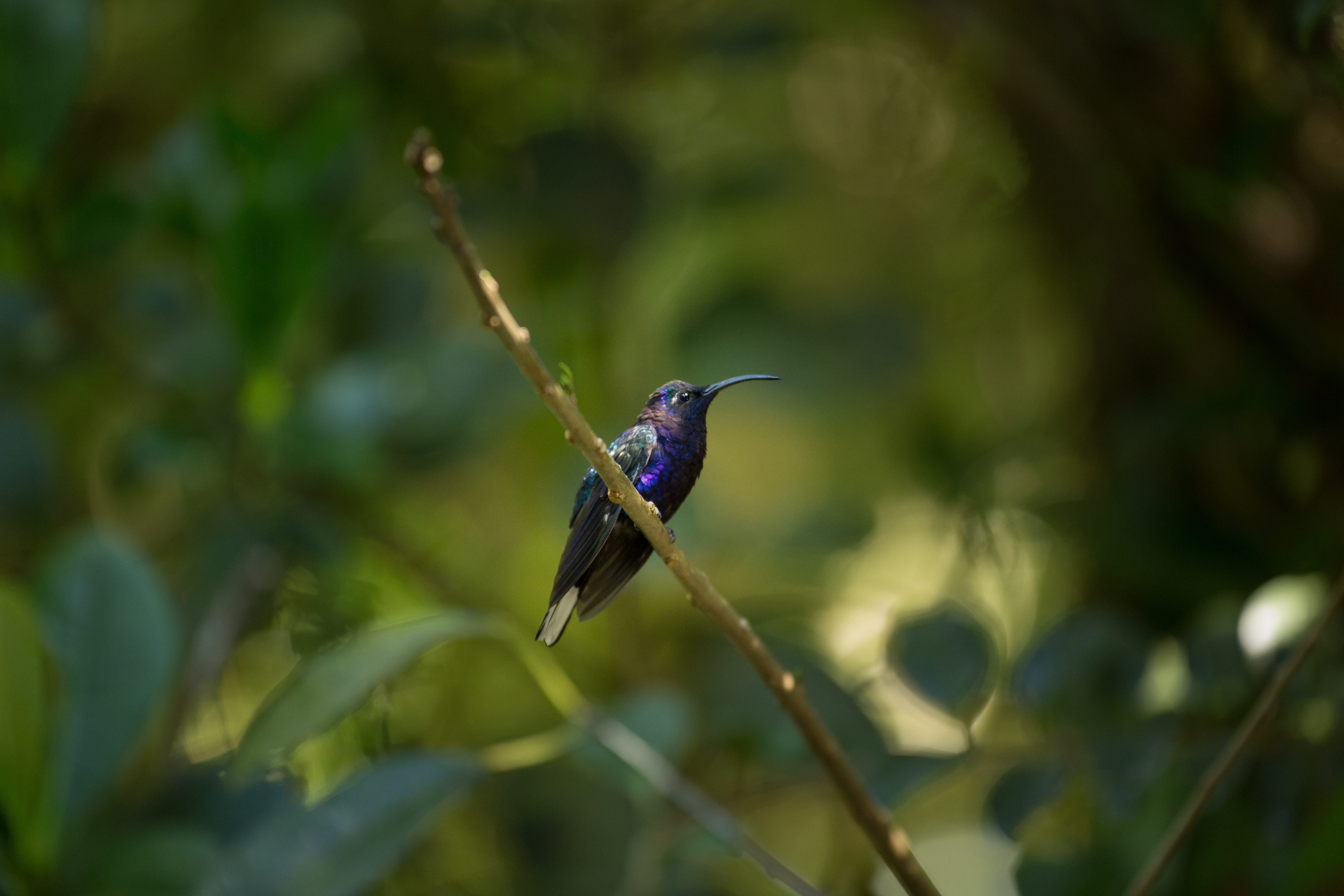 Violet Sabrewing - Shot inside Monteverde Cloud forest in Costa Rica